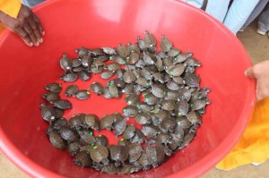 721 Tortugas de Rio, fueron devueltas a su habita natural, por la CAR – CVS.