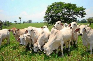web_ganado1_big_ce-700x466