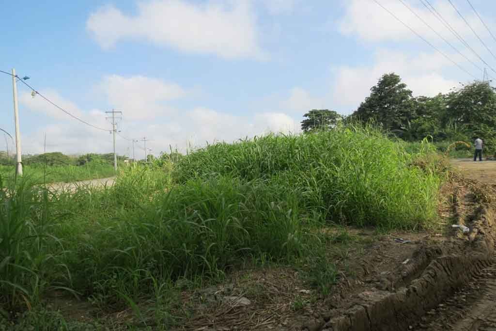 Los habitantes denuncian que la maleza supera los 2 metros de altura.