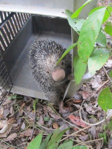 Animales silvestre, recuperan su libertad.