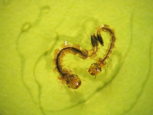 Aedes albopictus : vecteur du chikungunya.
